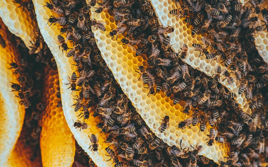 Why Bees Are An Essential Part of Agriculture
