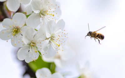 Top 5 Kinds of Honey for Delicious Mead Production